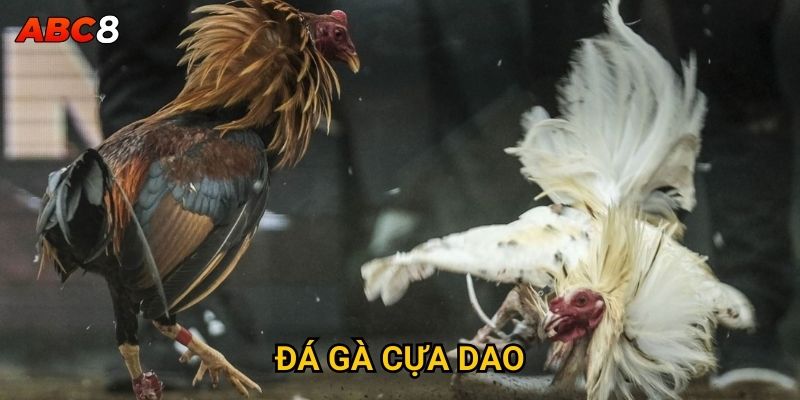 Đá gà cựa dao có phải là hình thức cược mạo hiểm tại ACB8? 1 Đá Gà Cựa Dao