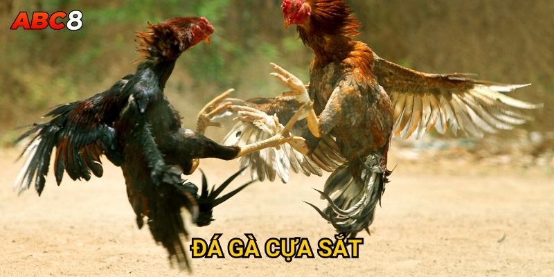 Đá Gà Cựa Sắt