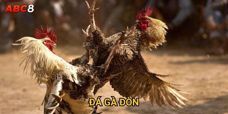Đá Gà Đòn