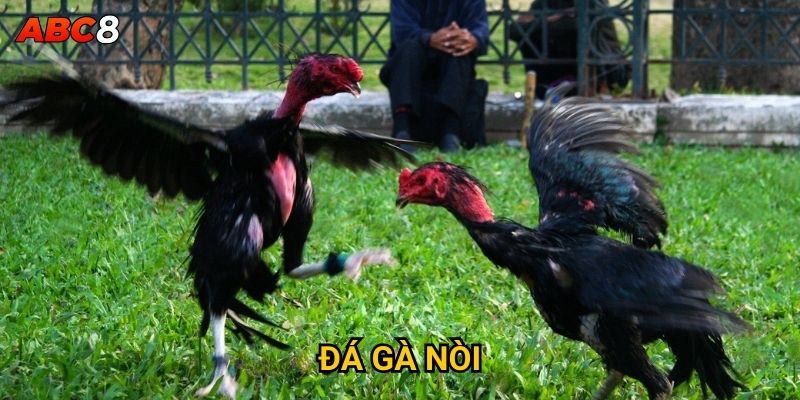 Tại sao đá gà nòi lại được đánh giá cao tại ACB8? 1 Đá Gà Nòi