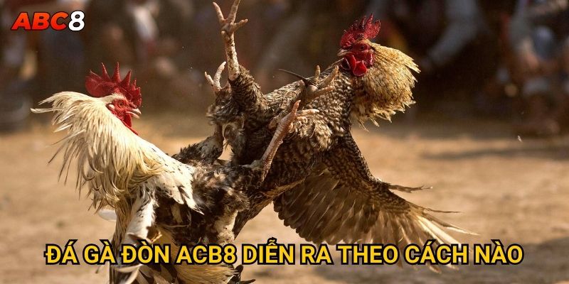 Đá gà đòn ACB8 diễn ra theo cách nào?