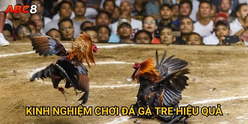 Kinh nghiệm chơi đá gà tre hiệu quả